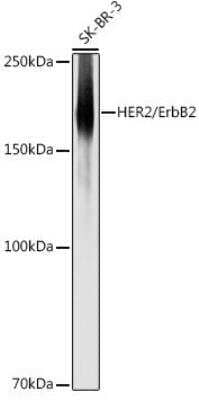 Western Blot: ErbB2/Her2 Antibody [NBP3-02960] - Analysis of extracts of SK-BR-3 cells, using HER2 / ErbB2 antibody at 1:500 dilution.Secondary antibody: HRP Goat Anti-Rabbit IgG (H+L) at 1:10000 dilution.Lysates/proteins: 25ug per lane. Blocking buffer: 3% nonfat dry milk in TBST.Detection: ECL Basic Kit. Exposure time: 1s.