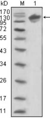Western Blot: ErbB3/Her3 Antibody (2F9) [NBP2-37669] - Analysis using ERBB3 mouse mAb against human ERBB3 (aa22-369)-hIgGFc trasfected HEK293 cell lysate (1).