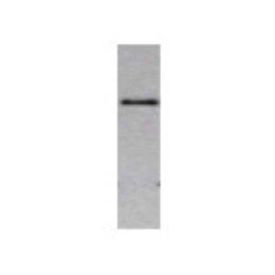 Western Blot: ErbB3/Her3 Antibody [22590002] - Western Blot was performed using affinity purified SEQer ERBB3 antibody, aa(146-245) antibody. The lanes contain 5-30ug of a whole cell extract. Final concentration of antibodies = 0.1ug/ml (1:10,000 dilution). The blot was probed overnight with the SEQer ERBB3 antibody, aa(146-245) antibody. Blot was then washed according to protocol and probed with goat-anti-Rabbit-HRP conjugate at 1:5000 dilution, washed and developed using chemiluminescence (film exposure 5-30sec). The protein was detected as represented by the band shown. The detected protein band is estimated at 110 KDa, and the predicated molecular weight of ERBB3 is 140 KDa. The difference of molecular weight between empirical and predicted results are unclear. It could cause by post-translational modification, isotype, proteolytic degradation, gel artifacts or the other reasons.