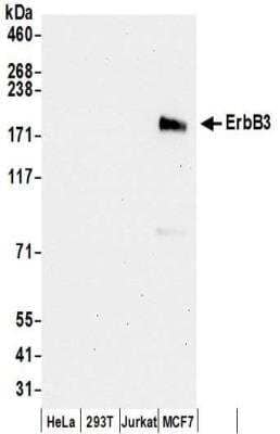 Western Blot: ErbB3/Her3 Antibody [NBP2-32253] - Samples:  Whole cell lysate (50 ug) prepared using RIPA buffer from HeLa, 293T, Jurkat, and MCF7 cells.  Antibodies:  Affinity purified rabbit anti-ErbB3 antibody NBP2-32253 used for WB at 0.4 ug/ml.  Detection: Chemiluminescence with an exposure time of 30 seconds.