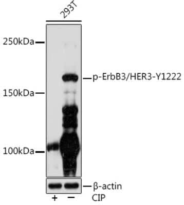 Western Blot: ErbB3/Her3 [p Tyr1222] Antibody (5Z1F0) [NBP3-16922] - Western blot analysis of extracts of 293T cells, using ErbB3/Her3 Rabbit mAb (NBP3-16922) at 1:1000 dilution.293T cells were treated by CIP(20uL/400ul) at 37C for 1 hour. Secondary antibody: HRP Goat Anti-Rabbit IgG (H+L) at 1:10000 dilution. Lysates/proteins: 25ug per lane. Blocking buffer: 3% BSA. Detection: ECL Enhanced Kit. Exposure time: 3min.