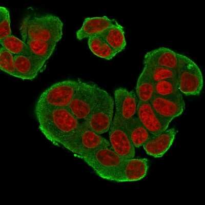 Immunocytochemistry/Immunofluorescence: ErbB4/Her4 Antibody (HFR-1) [NBP3-07160] - Immunofluorescence Analysis of MCF-7 cells labeling HER-4 with ErbB4/Her4 Mouse Monoclonal Antibody (HFR-1) Goat anti- Mouse IgG-CF488 (Green). The nuclear counterstain is RedDot (Red).