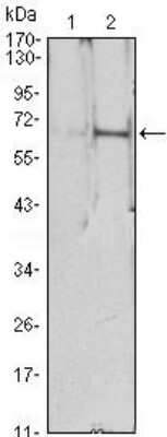 Western Blot: Erythropoietin Antibody (4F11) [NBP1-51648] - Analysis using EPO mAb against HEK293 (1) and EPO(AA: 28-193)-hIgGFc transfected HEK293 (2) cell lysate.