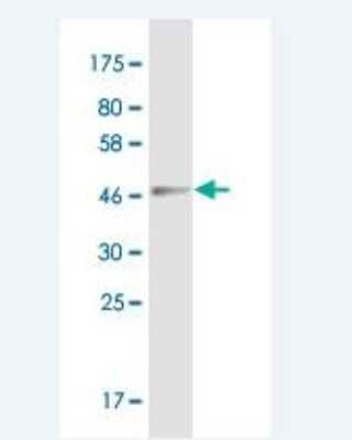 Western Blot: Erythropoietin/EPO Antibody (1B12) [H00002056-M02-100ug] - Detection against Immunogen (47.7 KDa) .