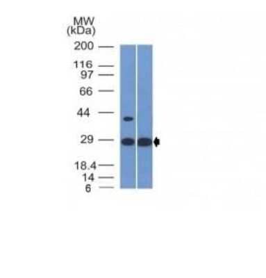 Western Blot: Erythropoietin/EPO Antibody (EPO/1368) - Azide and BSA Free [NBP2-54537] - Human Heart and HepG2 Cell Lysate using EPO Monoclonal Antibody