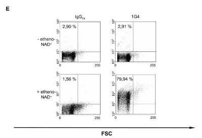 Flow Cytometry: Ethenoadenosine Antibody (1G4) - Azide and BSA Free [NBP2-80727] - Chicken erythrocytes (1% v/v), isolated by density gradient centrifugation, were transiently transfected with a Flag-tagged chicken ART4 containing plasmid or the empty plasmid (pSecTag B), and incubated at 37C in the presence or absence of 200 uM etheno-NAD+ for 30 min. After washing, cells were stained with an etheno-adenosine specific antibody (1G4) or an anti-Flag antibody and the respective isotype control stained with the 1G4 antibody. Image collected and cropped by CiteAb from the following publication (//bmcmolbiol.biomedcentral.com/articles/10.1186/1471-2199-9-86), licensed under a CC-BY license. Image from the standard format of this antibody.