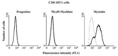 Flow Cytometry: Ethenoadenosine Antibody (1G4) - Azide and BSA Free [NBP2-80727] - Etheno-ADP-ribosylation of cell-surface proteins on C3H-10T1/2 cells. C3H-10T 1/2 cells at different stages of differentiation (progenitors, MyoD-myoblasts, myotubes) were incubated for 30 minutes in the absence (dashed lines) or presence (solid lines) of 100 uM etheno-NAD. Cells were then washed, incubated with the primary monoclonal antibody 1G4, stained with a FITC-conjugated goat-anti-mouse secondary antibody and subjected to FACS analysis. Data show one representative experiments out of three. Image collected and cropped by CiteAb from the following publication (//bmcmolbiol.biomedcentral.com/articles/10.1186/1471-2199-9-91), licensed under a CC-BY license. Image from the standard format of this antibody.