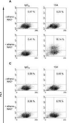 Flow Cytometry: Ethenoadenosine Antibody (1G4) [NB600-442] - Detection of ADP-ribosylated proteins by flow cytometry. C-33A cells (1 x 10^7/mL), transiently transfected with a Flag-tagged chicken ART4 containing plasmid, were incubated at 37C in the presence or absence of 200 uM etheno-NAD+ for 30 min. After washing, cells were stained with an etheno-adenosine specific antibody (1G4). Image collected and cropped by CiteAb from the following publication (//bmcmolbiol.biomedcentral.com/articles/10.1186/1471-2199-9-86), licensed under a CC-BY license.