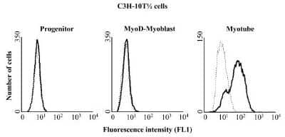 Flow Cytometry: Ethenoadenosine Antibody (1G4) [NB600-442] - Etheno-ADP-ribosylation of cell-surface proteins on C3H-10T1/2 cells. C3H-10T 1/2 cells at different stages of differentiation (progenitors, MyoD-myoblasts, myotubes) were incubated for 30 minutes in the absence (dashed lines) or presence (solid lines) of 100 uM etheno-NAD. Cells were then washed, incubated with the primary monoclonal antibody 1G4, stained with a FITC-conjugated goat-anti-mouse secondary antibody and subjected to FACS analysis. Data show one representative experiments out of three. Image collected and cropped by CiteAb from the following publication (//bmcmolbiol.biomedcentral.com/articles/10.1186/1471-2199-9-91), licensed under a CC-BY license.