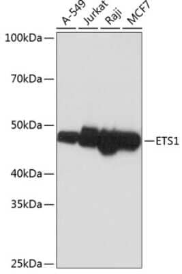 Western Blot: Ets-1 Antibody (5P4K1) [NBP3-15807] - Western blot analysis of extracts of various cell lines, using Ets-1 antibody (NBP3-15807) at 1:1000 dilution. Secondary antibody: HRP Goat Anti-Rabbit IgG (H+L) at 1:10000 dilution. Lysates/proteins: 25ug per lane. Blocking buffer: 3% nonfat dry milk in TBST. Detection: ECL Basic Kit. Exposure time: 1min.