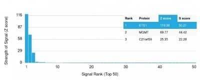 Protein Array: Ets-1 Antibody (ETS1/1801) - Azide and BSA Free [NBP2-54514] - Analysis of Protein Array containing more than 19,000 full-length human proteins using Ets-1 Antibody (ETS1/1801) Z- and S- Score: The Z-score represents the strength of a signal that a monoclonal antibody (Monoclonal Antibody) (in combination with a fluorescently-tagged anti-IgG secondary antibody) produces when binding to a particular protein on the HuProt(TM) array. Z-scores are described in units of standard deviations (SDs) above the mean value of all signals generated on that array. If targets on HuProt(TM) are arranged in descending order of the Z-score, the S-score is the difference (also in units of SDs) between the Z-score. S-score therefore represents the relative target specificity of a Monoclonal Antibody to its intended target. A Monoclonal Antibody is considered to specific to its intended target, if the Monoclonal Antibody has an S-score of at least 2.5.