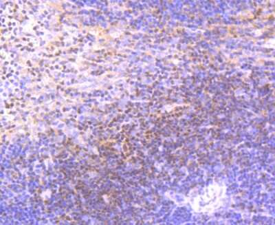 Immunohistochemistry-Paraffin: Ets-1 Antibody (JM92-32) [NBP2-66826] - Analysis of paraffin-embedded mouse spleen tissue using anti-ETS1 antibody. Counter stained with hematoxylin.