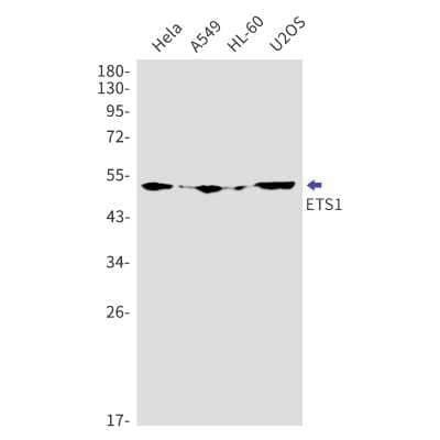 Western Blot: Ets-1 Antibody (S04-8C7) [NBP3-14930] - Western blot detection of Ets-1 in Hela, A549, HL-60, U2OS cell lysates using Ets-1 Rabbit mAb (1:1000 diluted). Predicted band size: 50kDa. Observed band size: 50kDa.