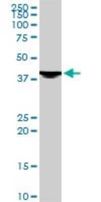 Western Blot: Evx1 Antibody (1B7) [H00002128-M07] - Analysis of EVX1 expression in Raw 264.7 (Cat # L024V1).