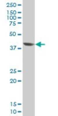 Western Blot: Evx1 Antibody (3F4) [H00002128-M04] - Analysis of EVX1 expression in HeLa (Cat # L013V1).