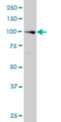 Western Blot: Exonuclease 1 Antibody (1G12) [H00009156-M01] - EXO1 monoclonal antibody (M01), clone 1G12 Analysis of EXO1 expression in A-431.