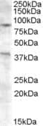 Western Blot: Exonuclease 1 Antibody [NB100-93394] - (0.2ug/ml) staining of A549 cell lysate (35ug protein in RIPA buffer). Primary incubation was 1 hour. Detected by chemiluminescence.