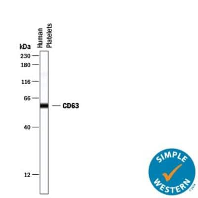 Simple Western: Exosome Detection (Simple Western) Antibody Pack [NBP3-11742] - Simple Western lane view shows lysates of human platelets, loaded at 0.2 mg/mL. A specific band was detected for CD63 at approximately 59 kDa (as indicated) using 20 ug/mL of Rabbit Anti-Human CD63 Monoclonal Antibody (Catalog # MAB50482). This experiment was conducted under reducing conditions and using the 12-230 kDa separation system.