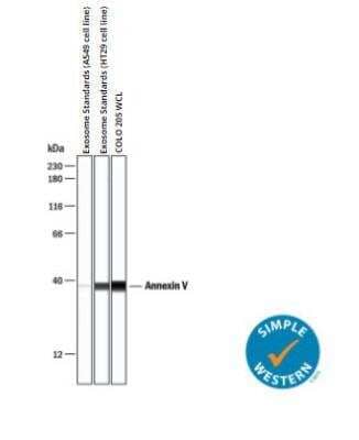 Simple Western: Exosome Standards (A549 cell line) [NBP3-11645] - Simple Western lane view shows lysates of Exosome Standards (A549 cell line), exosome standards (HT29 cell line), and COLO 205 human colorectal adenocarcinoma cell line whole cell lysate (WCL), loaded at 0.2 mg/mL. A specific band was detected for Annexin V at approximately 38 kDa (as indicated) using 50 ug/mL of Mouse Anti-Human Annexin V Monoclonal Antibody. This experiment was conducted under reducing conditions and using the 12-230 kDa separation system.