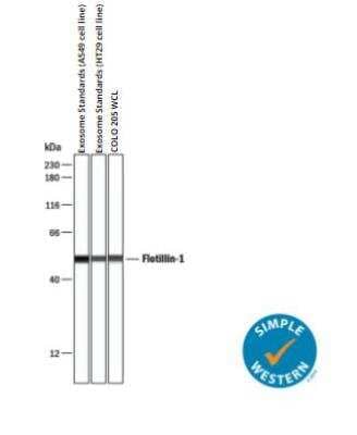 Simple Western: Exosome Standards (A549 cell line) [NBP3-11645] - Simple Western lane view shows lysates of Exosome Standards (A549 cell line), exosome standards (HT29 cell line), and COLO 205 human colorectal adenocarcinoma cell line whole cell lysate (WCL), loaded at 0.2 mg/mL. A specific band was detected for Flotillin-1 at approximately 51 kDa (as indicated) using 1:250 ug/mL of Flotillin-1 Antibody (NBP1-79022). This experiment was conducted under reducing conditions and using the 12-230 kDa separation system.