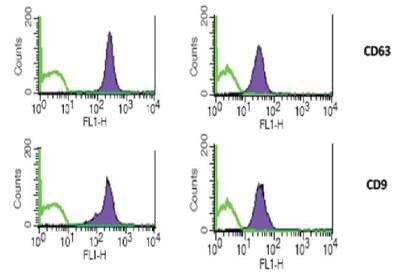 Flow Cytometry: Exosome Standards (HT29 cell line) [NBP3-11685] - Phenotyping assays by FACS. Reconstituted Exosomes can be used for profiling biomarkers by FACS analysis. Recommended quantity: 5 ug of reconstituted Exosomes Standards for each test