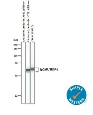 Simple Western: Exosome Standards (HT29 cell line) [NBP3-11685] - Simple Western lane view shows lysates of exosome standards (A549 cell line), exosome standards (HT29 cell line), and COLO 205 human colorectal adenocarcinoma cell line whole cell lysate (WCL), loaded at 0.2 mg/mL. A specific band was detected for EpCAM/TROP-1 at approximately 52 kDa (as indicated) using 10 ug/mL of Goat Anti-Human EpCAM/TROP-1 Antigen Affinity-purified Polyclonal Antibody. This experiment was conducted under reducing conditions and using the 12-230 kDa separation system.