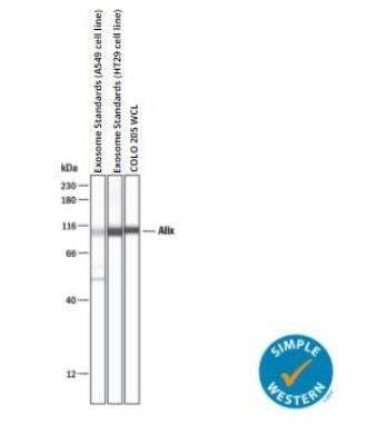 Simple Western: Exosome Standards (HT29 cell line) [NBP3-11685] - Simple Western lane view shows lysates of Exosome Standards (A549 cell line), exosome standards (HT29 cell line), and COLO 205 human colorectal adenocarcinoma cell line whole cell lysate (WCL), loaded at 0.2 mg/mL. A specific band was detected for Alix Antibody at approximately 106 kDa (as indicated) using 1:10 ug/mL of Alix Antibody (NBP1-49701). This experiment was conducted under reducing conditions and using the 12-230 kDa separation system.