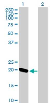 Western Blot: Exosome component 1 Antibody [H00051013-B01P] - Analysis of EXOSC1 expression in transfected 293T cell line by EXOSC1 polyclonal antibody.  Lane 1: EXOSC1 transfected lysate(21.56 KDa). Lane 2: Non-transfected lysate.