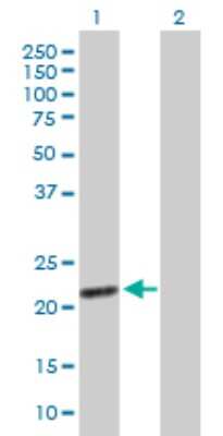 Western Blot: Exosome component 1 Antibody [H00051013-B02P] - Analysis of EXOSC1 expression in transfected 293T cell line by EXOSC1 polyclonal antibody.  Lane 1: EXOSC1 transfected lysate(21.45 KDa). Lane 2: Non-transfected lysate.