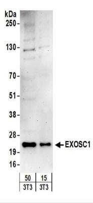 Western Blot: Exosome component 1 Antibody [NBP2-22239] - Whole cell lysate (15 and 50 ug) from mouse NIH3T3 cells.  NBP2-22239 used for WB at 1 ug/ml.  Detection: Chemiluminescence with an exposure time of 3 minutes.