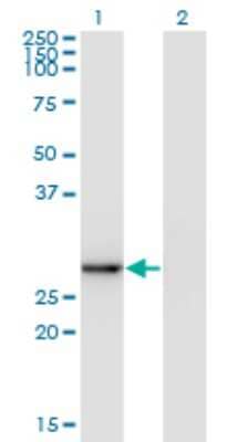 Western Blot: Exosome component 5 Antibody (1E11) [H00056915-M05] - Analysis of EXOSC5 expression in transfected 293T cell line by EXOSC5 monoclonal antibody (M05), clone 1E11. Lane 1: EXOSC5 transfected lysatE (25.3 KDa). Lane 2: Non-transfected lysate.