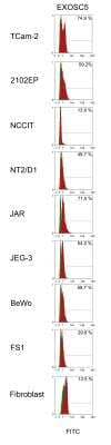 Flow Cytometry: Exosome component 5 Antibody (V80P1C10*C) [Alexa Fluor® 488] [NBP2-50173AF488] - FACS staining with EXOSC5-Alexa Fluor 488 conjugated antibody (NBP2-50173AF488) in testicular germ cell tumor cell lines TCam-2, 2102EP, NCCIT, NT2/D1, JAR, JEG-3 and BeWo as well as control cell lines FS1 (Sertoli cells) and human fibroblasts. Image from verified customer review.