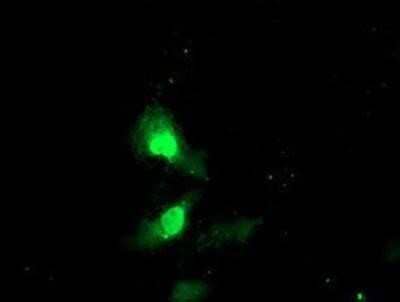 Immunocytochemistry/Immunofluorescence: Exosome component 7 Antibody (OTI1G8) - Azide and BSA Free [NBP2-71722] - Staining of COS7 cells transiently transfected by pCMV6-ENTRY Exosome component 7.