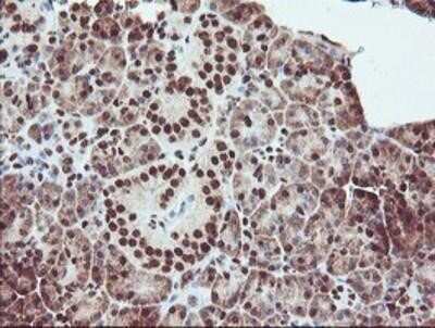 Immunohistochemistry: Exosome component 7 Antibody (OTI1G8) - Azide and BSA Free [NBP2-71722] - Staining of paraffin-embedded Human pancreas tissue using anti-Exosome component 7 mouse monoclonal antibody.