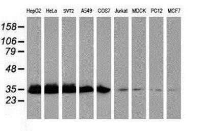 Western Blot: Exosome component 7 Antibody (OTI1G8) - Azide and BSA Free [NBP2-71722] - Analysis of extracts (35ug) from 9 different cell lines by using anti-Exosome component 7 monoclonal antibody (HepG2: human; HeLa: human; SVT2: mouse; A549: human; COS7: monkey; Jurkat: human; MDCK: canine; PC12: rat; MCF7: human).