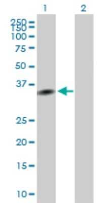 Western Blot: Exosome component 7 Antibody [H00023016-B01P] - Analysis of EXOSC7 expression in transfected 293T cell line by EXOSC7 polyclonal antibody.  Lane1:EXOSC7 transfected lysate(32.01 KDa). Lane2:Non-transfected lysate.