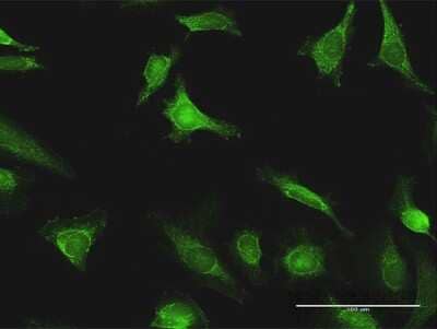 Immunocytochemistry/Immunofluorescence: Exostosin 1 Antibody [H00002131-D01P] - Analysis of antibody to EXT1 on HeLa cell. Antibody concentration 10 ug/ml.