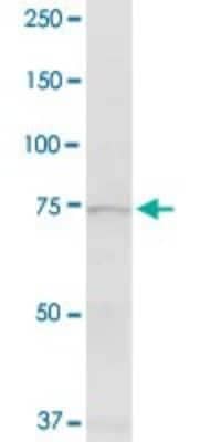 Western Blot: Exostosin 1 Antibody [H00002131-D01P] - Analysis of EXT1 expression in human liver.