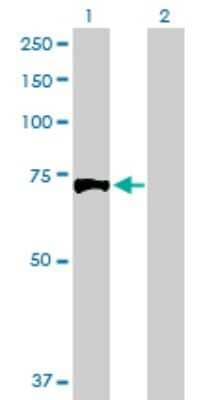 Western Blot: Exostosin 1 Antibody [H00002131-D01P] - Analysis of EXT1 expression in transfected 293T cell line by EXT1 polyclonal antibody.Lane 1: EXT1 transfected lysate(86.30 KDa).Lane 2: Non-transfected lysate.