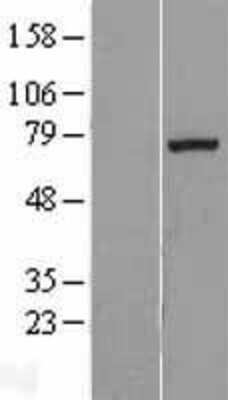 Western Blot: Exostosin-like 1/EXTL1 Overexpression Lysate [NBL1-10393] - Left-Empty vector transfected control cell lysate (HEK293 cell lysate); Right -Over-expression Lysate for Exostosin-like 1/EXTL1.