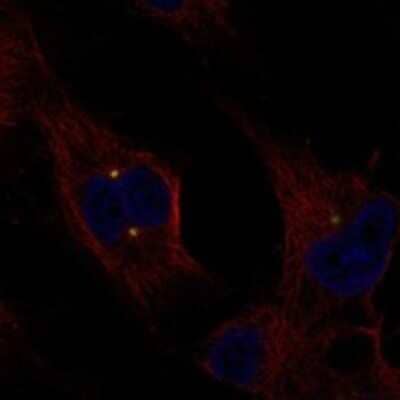 Immunocytochemistry/Immunofluorescence: Exostosin-like 1/EXTL1 Antibody [NBP3-17488] - Staining of human cell line SK-MEL-30 shows localization to centrosome.