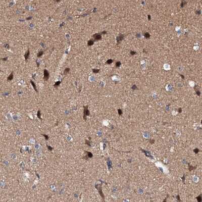 Immunohistochemistry-Paraffin: Exostosin-like 1/EXTL1 Antibody [NBP1-90470] - Staining of human cerebral cortex shows nuclear positivity in a subset of cells.