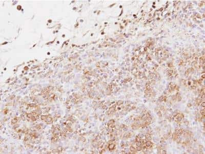 Immunohistochemistry-Paraffin Exostosin-like 2/EXTL2 Antibody