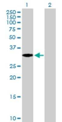 Western Blot: Exostosin-like 2/EXTL2 Antibody [H00002135-B01P] - Analysis of EXTL2 expression in transfected 293T cell line by EXTL2 polyclonal antibody.  Lane 1: EXTL2 transfected lysate(36.41 KDa). Lane 2: Non-transfected lysate.