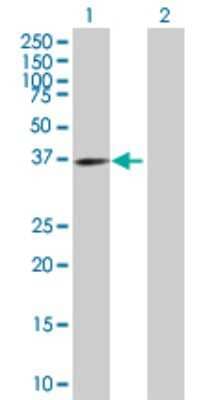 Western Blot: Exostosin-like 2/EXTL2 Antibody [H00002135-B02P] - Analysis of EXTL2 expression in transfected 293T cell line by EXTL2 polyclonal antibody.  Lane 1: EXTL2 transfected lysate(36.3 KDa). Lane 2: Non-transfected lysate.