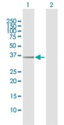 Western Blot: Exostosin-like 2/EXTL2 Antibody [H00002135-D01P] - Analysis of EXTL2 expression in transfected 293T cell line by EXTL2 polyclonal antibody.Lane 1: EXTL2 transfected lysate(37.50 KDa).Lane 2: Non-transfected lysate.
