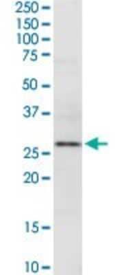 Western Blot: Exostosin-like 2/EXTL2 Antibody [H00002135-D02P] - Analysis of EXTL2 expression in Hela S3 NE.