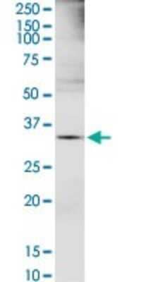 Western Blot: Exostosin-like 2/EXTL2 Antibody [H00002135-D02P] - Analysis of EXTL2 expression in mouse brain.