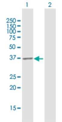 Western Blot: Exostosin-like 2/EXTL2 Antibody [H00002135-D02P] - Analysis of EXTL2 expression in transfected 293T cell line by EXTL2 polyclonal antibody.Lane 1: EXTL2 transfected lysate(32.23 KDa).Lane 2: Non-transfected lysate.
