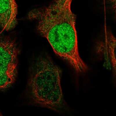 Immunocytochemistry/ Immunofluorescence Exportin 4 Antibody - BSA Free